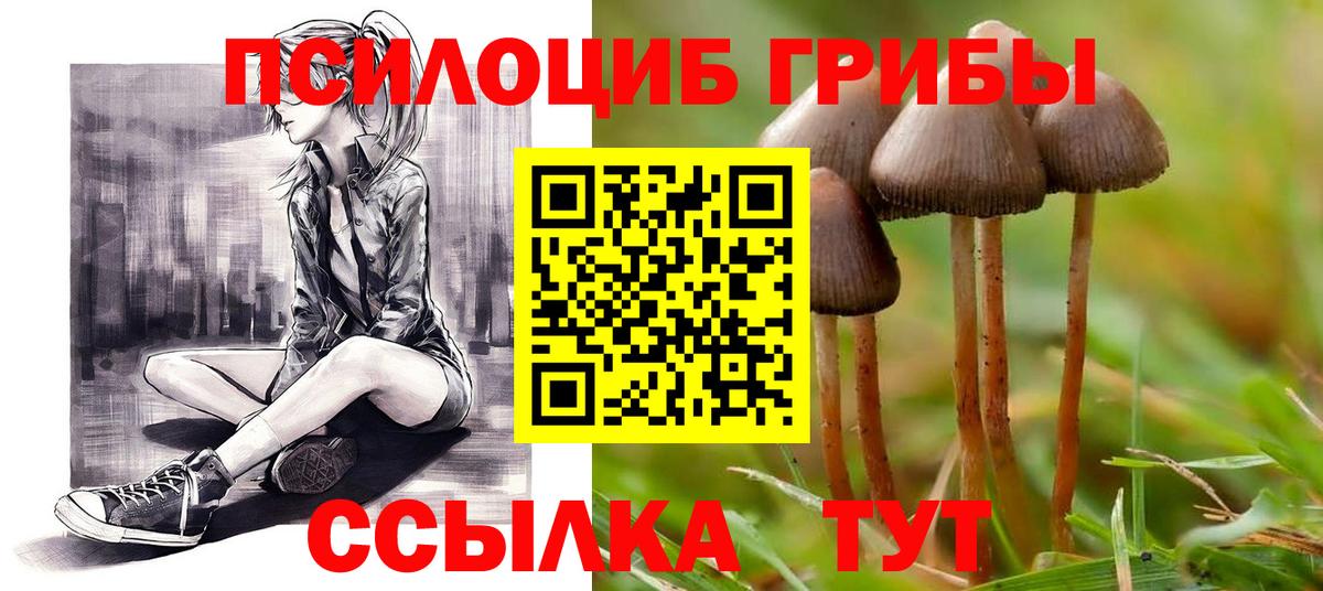 Волхов  наркота  Галлюциногенные грибы Magic Shrooms  Вход с VPN  Псилоцибиновые грибы мухоморы 